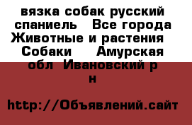 вязка собак русский спаниель - Все города Животные и растения » Собаки   . Амурская обл.,Ивановский р-н